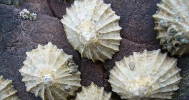 Tand van zeeslak is sterkste natuurlijke materiaal