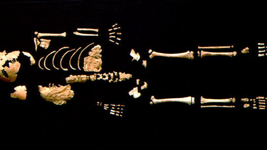 Αρχαία οδοντοστοιχία ρίχνει φως στην ανθρώπινη εξέλιξη