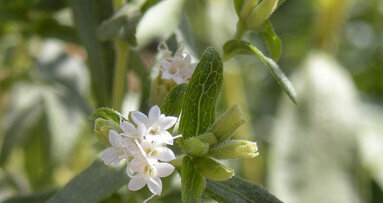 Stomatolozi navode da stevija može narušiti oralno zdravlje