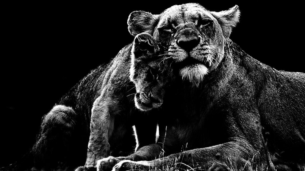 Straumann presents TLX implant for ideal high primary stability at AEEDC 2022