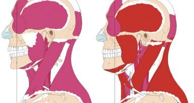 Posturologie et dentisterie: une correspondance possible?