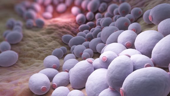 Открит е механизмът зад оралната кандидоза