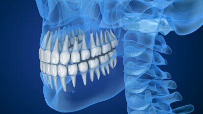 Biting and chewing trigger tooth growth