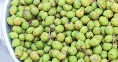 Indian walnut fruit beneficial in preventing periodontitis