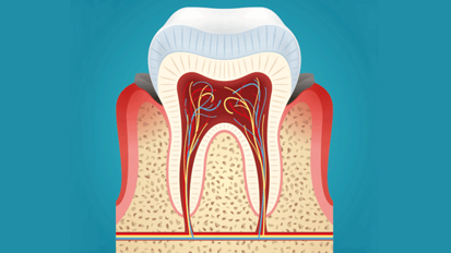 Deutsche Zahnärztin führend bei Zahnpulpa-Forschung Deutsche Zahnärztin führend bei Zahnpulpa-Forschung