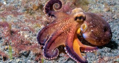 Onderzoekers zetten stap richting zelfhelende tanden