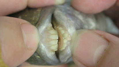 Fisch mit „Menschenzähnen“ lässt Forscher rätseln