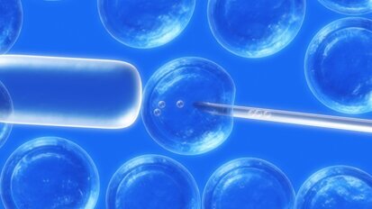 Stammzellen aus dem Zahnmark