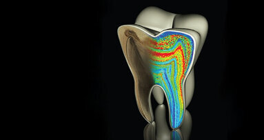 Dente revela hábitos da amamentação neandertal