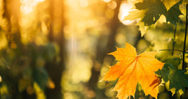 Sunshine vitamin D and COVID-19: Is there a correlation?