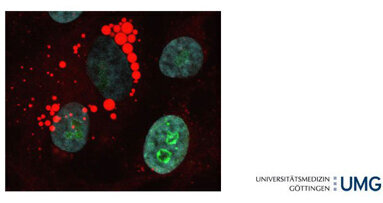 Genetische Lesezeichen programmieren Krebszellen