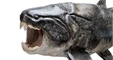 Researchers discover the origin of teeth