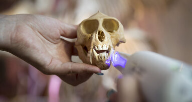 Los escáneres de Planmeca y la investigación de fósiles