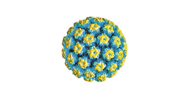 Fondazione ANDI: cosa fare per prevenire e controllare il Papilloma Virus