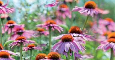 Un remède pour les verrues gênantes et la maladie parodontale