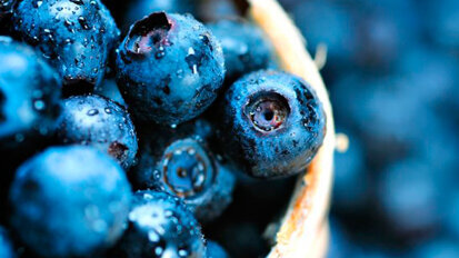 L’estratto del mirtillo? Una grande promessa per una nuova terapia parodontale