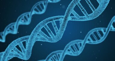 Genetic study suggests a causal link between dental caries and cardiovascular- metabolic factors