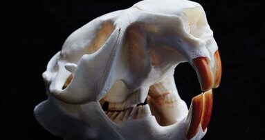 Beavers reveal way to toughen enamel
