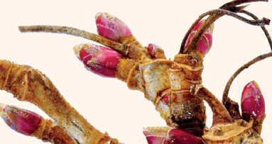 Le cassis  (Ribes nigrum L.) en gemmothérapie :  Intérêt de la prescription en odontologie