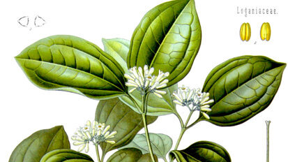 Drainage anesthésique au cabinet dentaire: mode d’emploi clinique