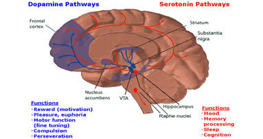 El paladar lo disfruta el cerebro