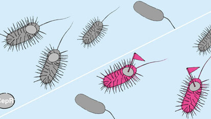 Die Kommunikation zwischen Bakterienzellen