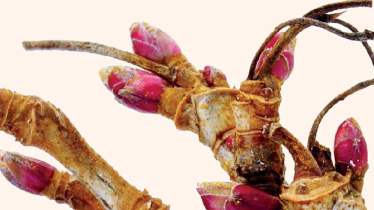 Le cassis  (Ribes nigrum L.) en gemmothérapie :  Intérêt de la prescription en odontologie