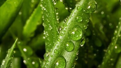 Aloe Vera als Karieshemmer bestätigt