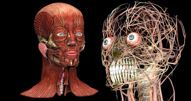 Дигиталните 3D изображения на лицево-челюстната област – революция в денталното обучение