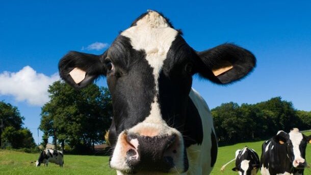 Tandbederf gelinkt aan variant Creutzfeldt-Jakob