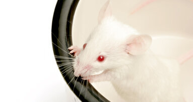 ‘Bioteeth’ a step closer to becoming clinical reality