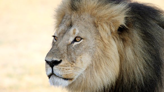 El dentista que mató a Cecil vuelve a su clínica