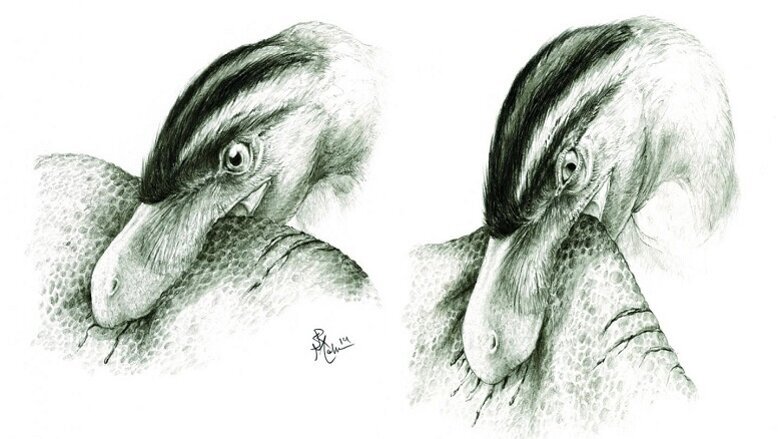 Dentes de dinossauro dão insight sobre seus hábitos alimentares