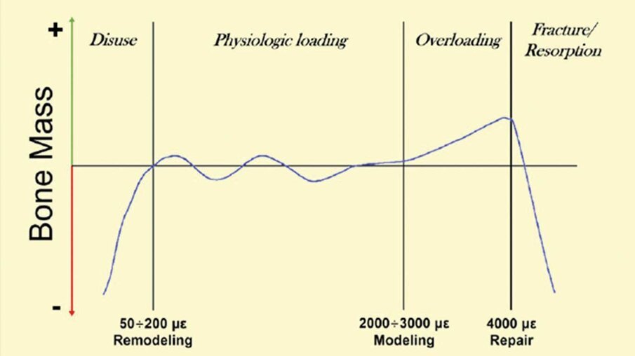 Fig. 14_Andamento della variazione di massa ossea in funzione del carico in microstrain.