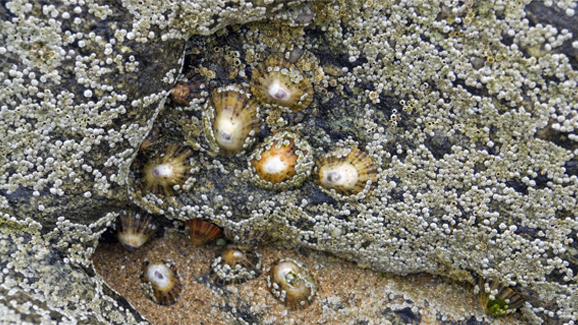 Stärkstes Biomaterial der Welt ist dental