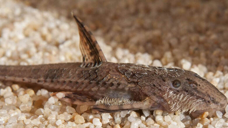 New study focuses on teeth outside of the mouth