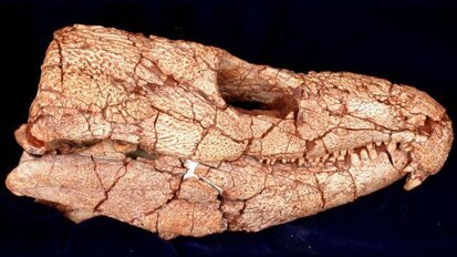 Wissenschaftler erforschen ältesten Zahnschmerz der Welt Wissenschaftler erforschen ältesten Zahnschmerz der Welt