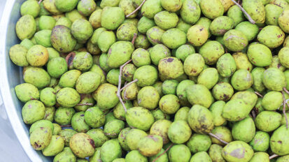 Indian walnut fruit beneficial in preventing periodontitis