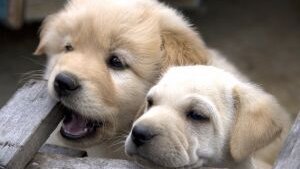 Crescita ossea potenziale nelle cellule staminali dei denti del cane