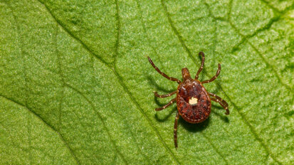 Alpha-gal syndrome: Tick-borne allergy poses hidden risks in dentistry