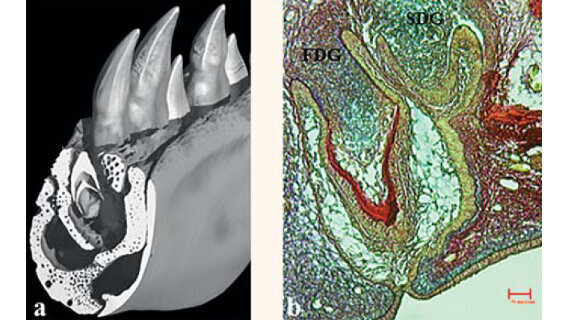 ADF 2016 - conférence B34 : Les lauréats de l’IFRO