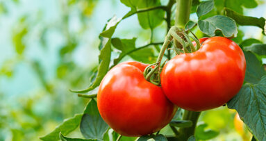 Tomato nutrient may protect certain older adults from severe periodontitis—study