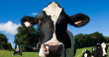 Tandbederf gelinkt aan variant Creutzfeldt-Jakob