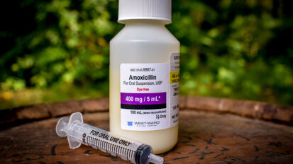 Endocarditis risk is not heightened with reduced antibiotic administration