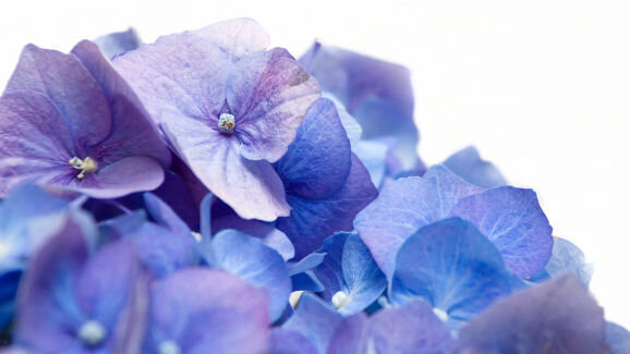 Chinese herb may provide relief for autoimmune disorders