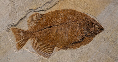 Dentin als evolutionäres Erbe aus der Haut gepanzerter Urfische