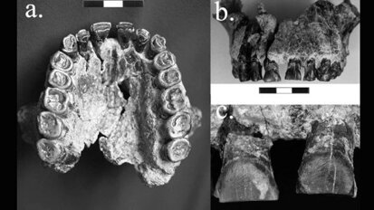 Fósseis dentários mostram que os primeiros seres humanos eram destros