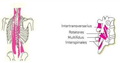 Wellness per il dentista: i muscoli della schiena