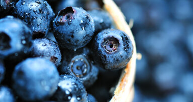 Blueberry extract: A promising agent for new periodontal therapy