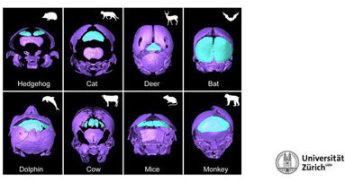 Alter Schädelknochen neu entdeckt